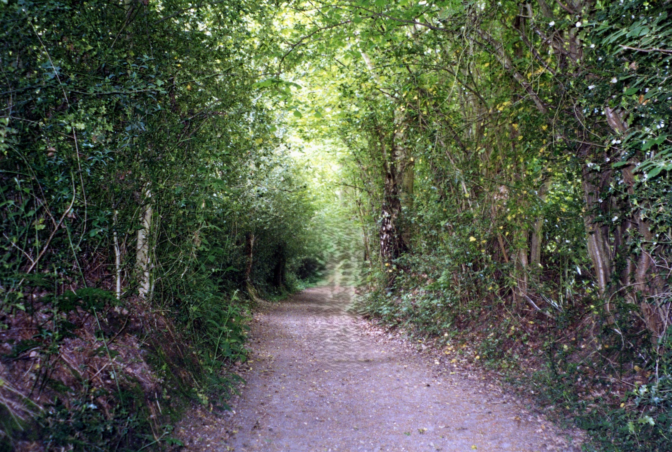 The Cornfield
